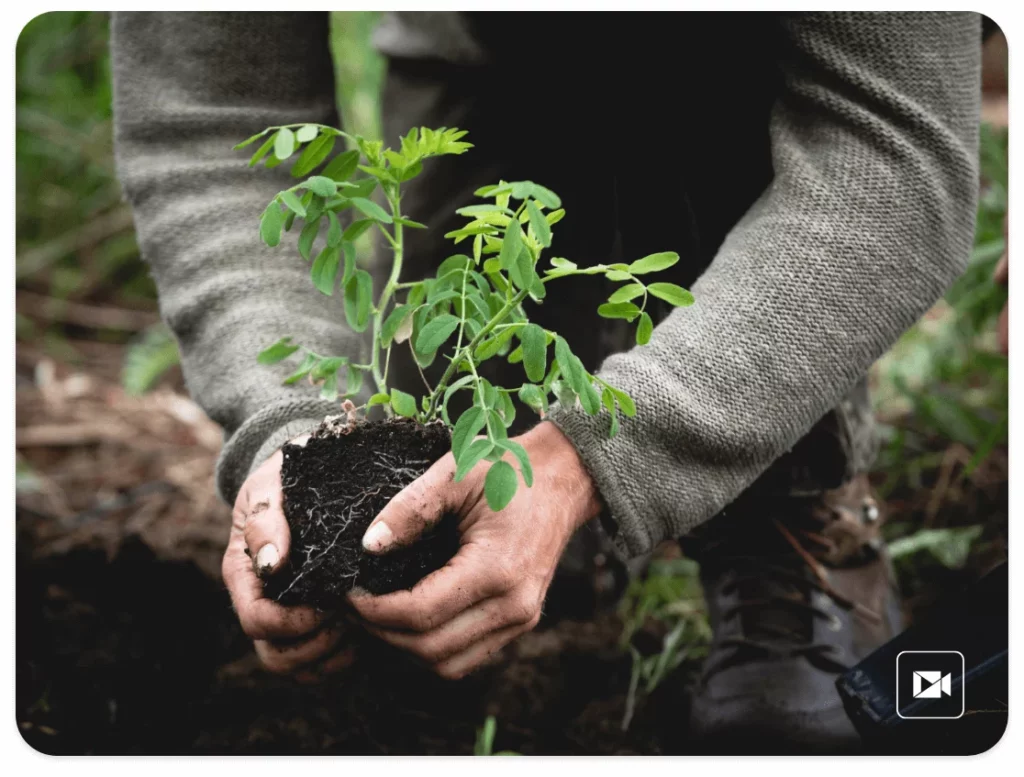 plante-terre-permaculture