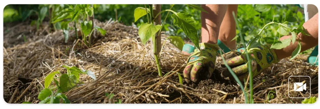 terre-plantation-cap-fleuriste-permaculture