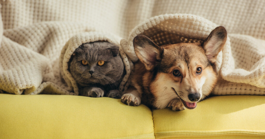 Chat et chien sous un plaid