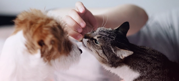 acaced-chien-chat-nos-formations