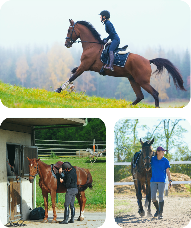 Métier cavalier soigneur