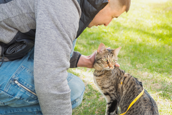 comportementaliste-chat