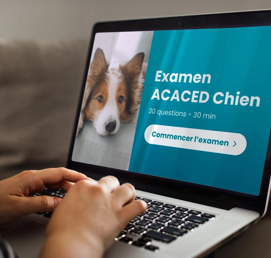 examen-acaced-chien