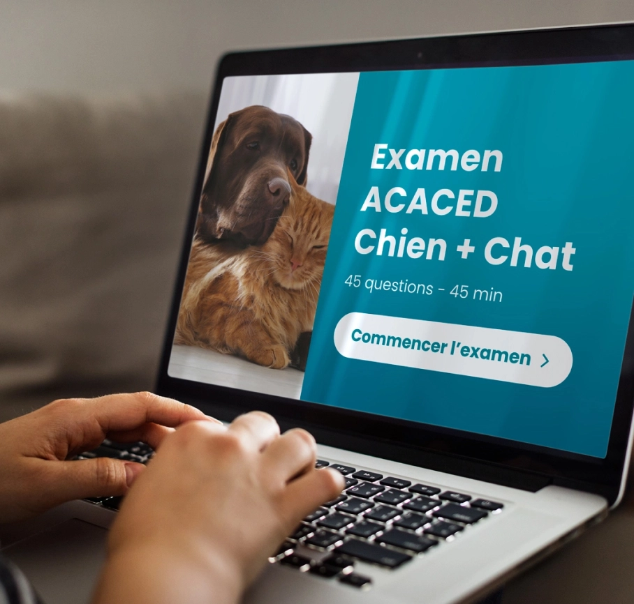 examen-acaced-chien+chat